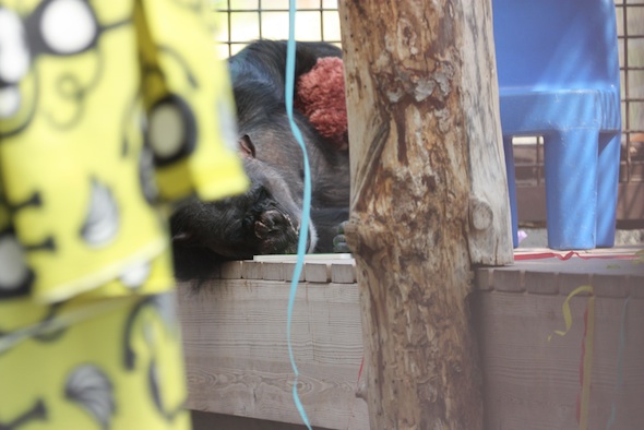 web_Negra_nap_stuffed_monkey_party_GH_ls_IMG_1850