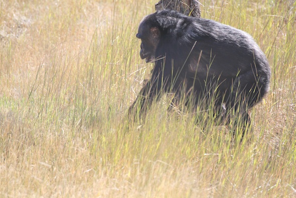 Negra forage on the hill