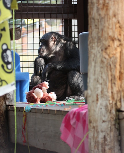 web_crop_Negra_stuffed_monkey_GH_IMG_1821