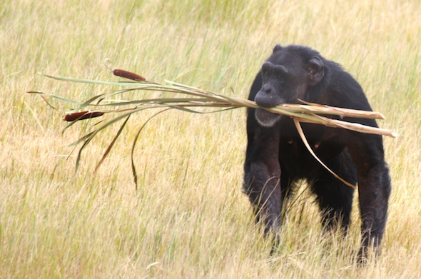 web_jody_cattail_forage_yh_dm_IMG_1563