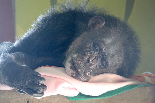 web_negra_closeup_sleep_kd_IMG_2830