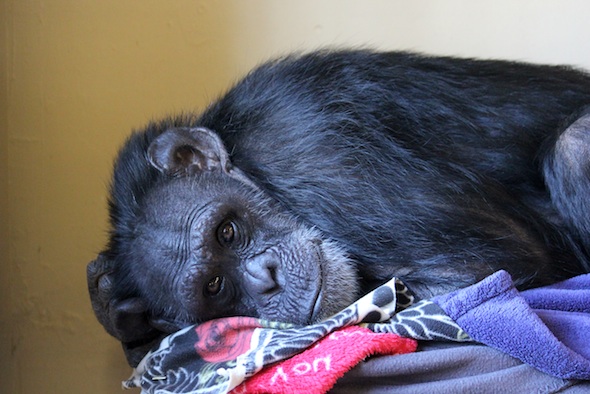 Jody nesting