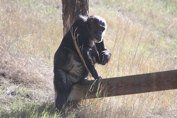 Negra dismounting