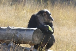Negra eating lettuce