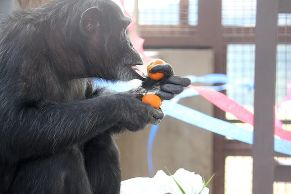 web_foxie_eat_orange_party_gh_dm_IMG_3990
