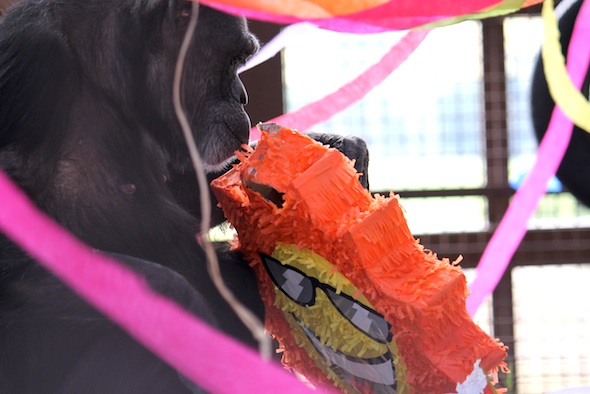 web_jody_open_pinata_party_gh_dm_IMG_4002