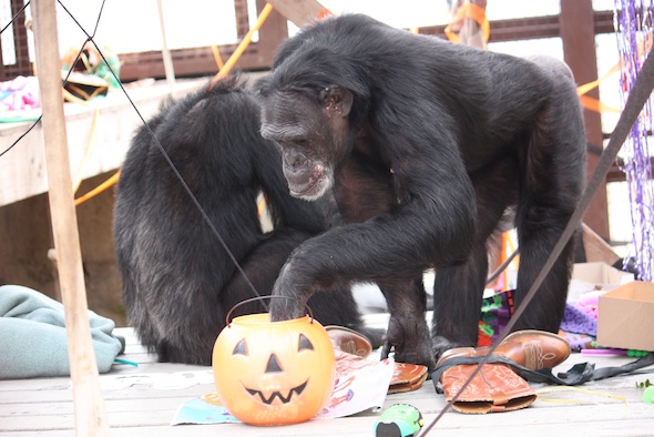 web Jamie Halloween birthday pumpkin enrichment greenhouse gh IMG_0097