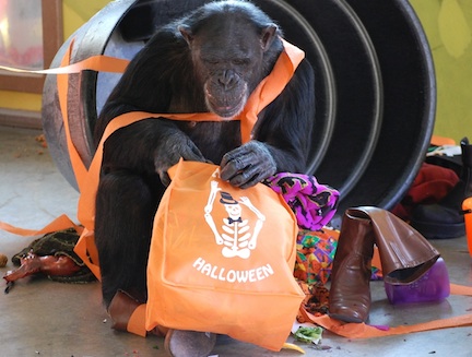 web Jamie halloween bag enrichment party birthday DSC_0745