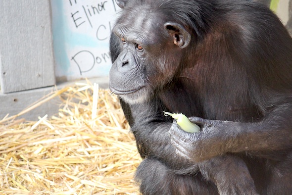 web_Annie_hold_celery_food_lunch_GH_ek_IMG_4590