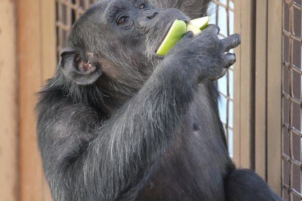 web_Foxie_hang_on_cage_mouthful_pears_GH_ek_IMG_4714