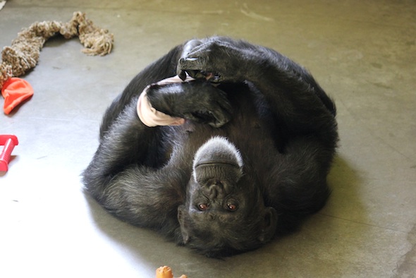 web_Foxie_lie_on_back_bandana_enrichment_look_at_camera_PR_ek_IMG_5045