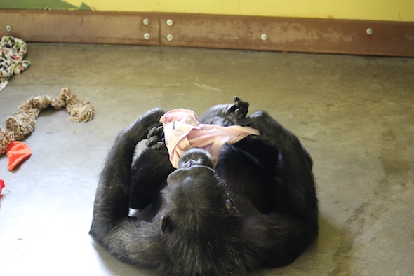 web_Foxie_lie_on_back_play_enrichment_bandana_PR_ek_IMG_5059