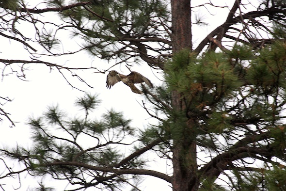 web_Hawk_in_flight_jb_IMG_4370