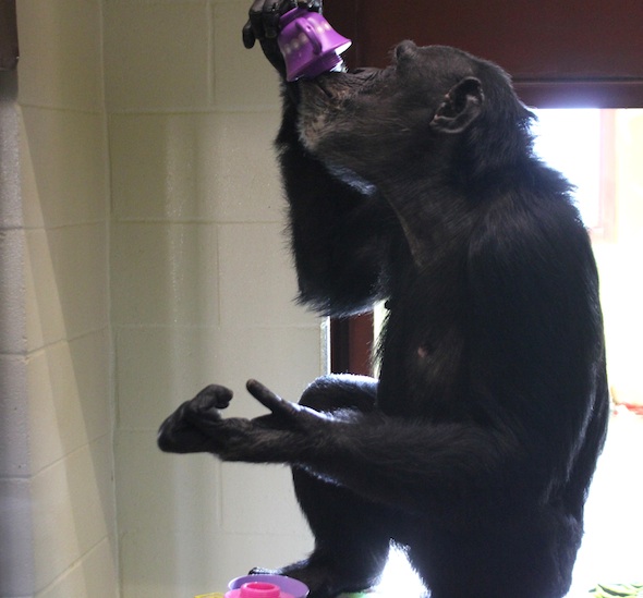 web_Jamie_drink_tea_cup_enrichment_tea_party_sit_top_barrel_FR3_kh_IMG_5307