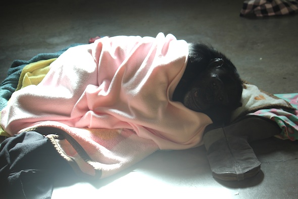 web_Jamie_lie_cuddle_in_blanket_nest_boot_enrichment_PR_ek_IMG_5174