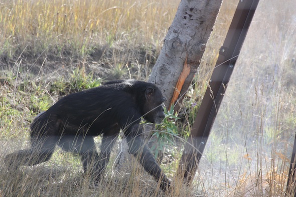 web_Jody_bamboo_in_mouth_forage_walk_YH_kh_IMG_4713