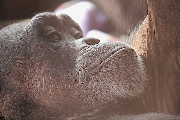 web_Jody_closeup_inspect_arm_self_groom_lie_down_bench_GH_kh_IMG_5280