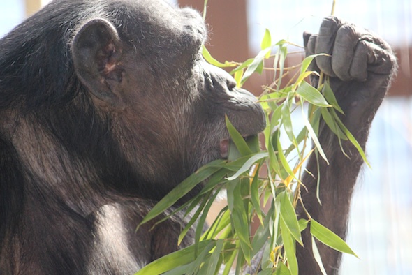 web_Jody_profile_hold_eat_bamboo_GH_ek_IMG_4906