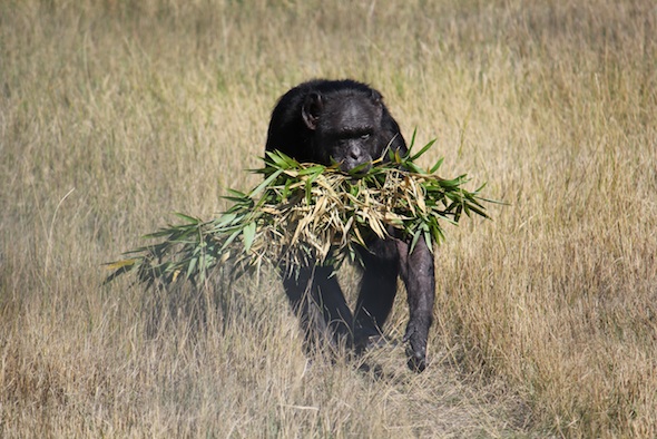 web_Jody_walk_harvest_bamboo_in_mouth_YH_ek_IMG_4862