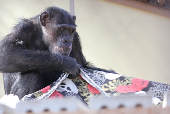 web_Missy_nest_blanket_platform_GH_ek_IMG_4600