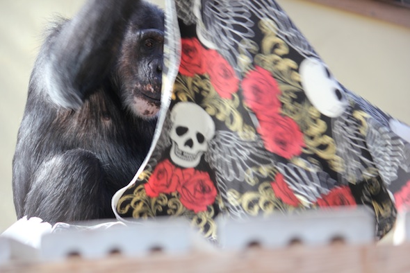 web_Missy_nest_blanket_platform_GH_ek_IMG_4601