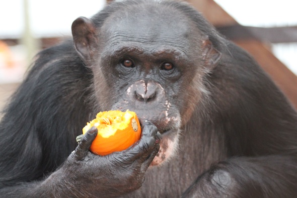 web_Negra_look_at_camera_pumpkin_jamieween_GH_IMG_5404