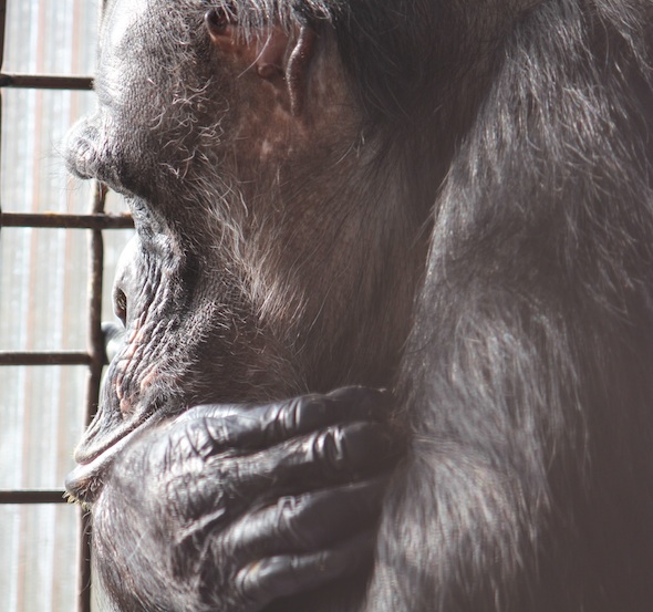 web_Negra_profile_closeup_contemplate_GH_kh_IMG_5260