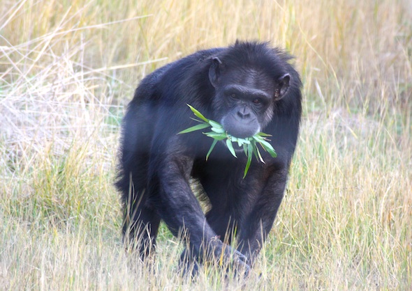 web_annie_carry_bamboo_in_mouth_yh_dm_IMG_4408
