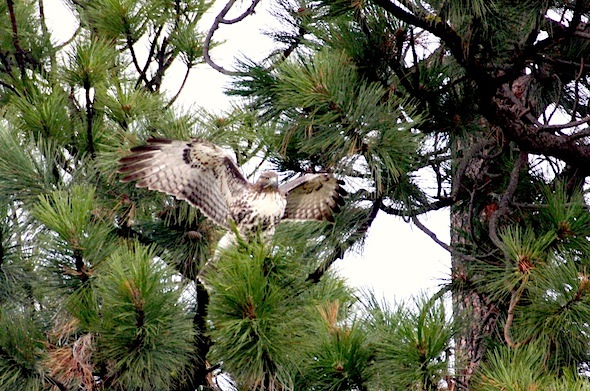 web_cropped_Hawk_in_tree_wings_up_jb_IMG_4374