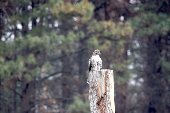 web_hawk_on_yh_post_hunting_jb_IMG_4391