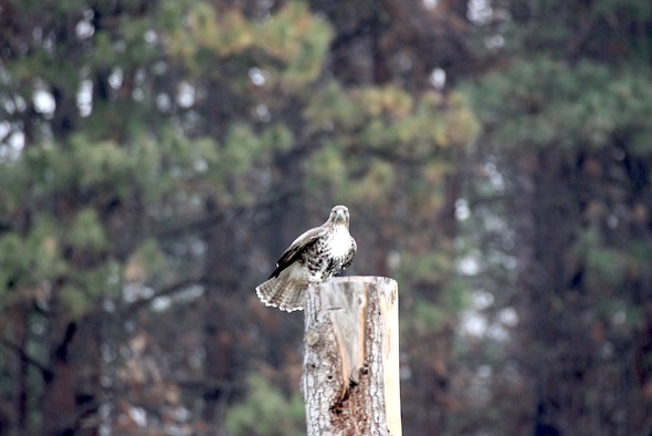 web_hawk_on_yh_post_open_wings_jb_IMG_4399