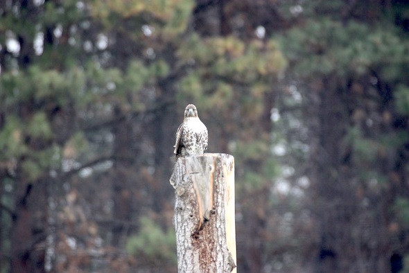 web_hawk_on_yh_post_stare_down_jb_IMG_4394