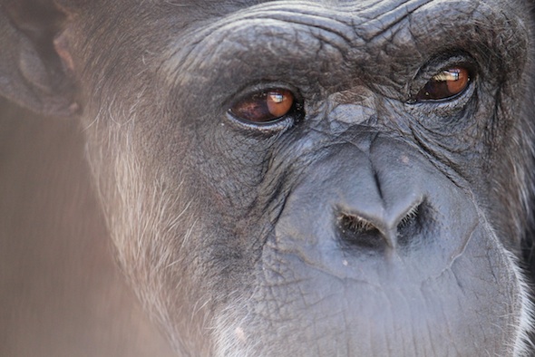 web_Annie_close_up_eyes_GH_ek_IMG_4908