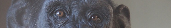web_Foxie_cropped_closeup_face_FR4_kh_IMG_5755