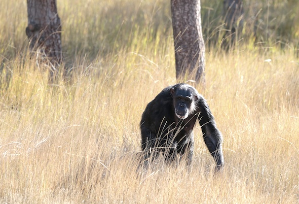 Negra