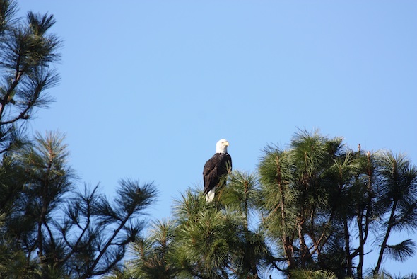 web_eagle_jb_IMG_5123