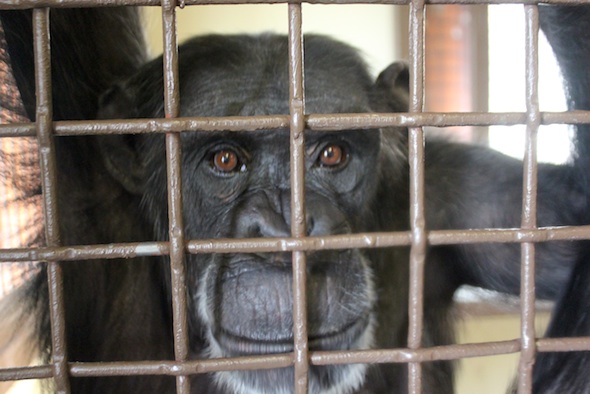web_foxie_at_caging_closeup_kd_IMG_5556