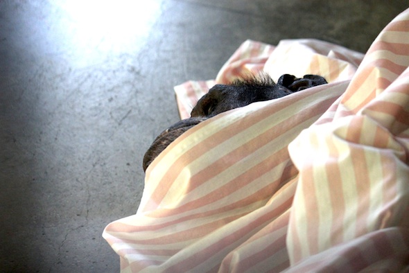 web_jamie_look_out_from_under_sheet_kd_IMG_5791