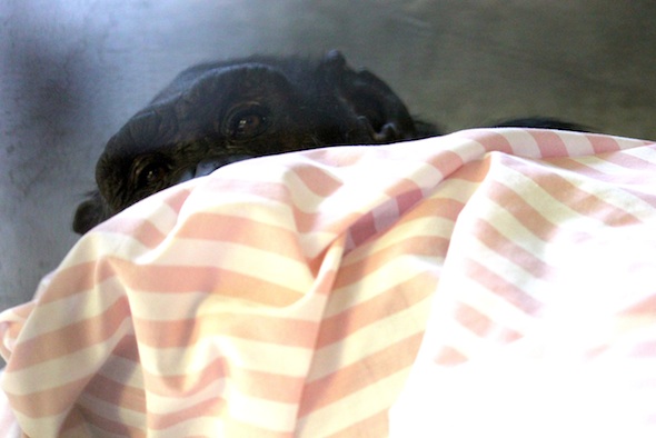 web_jamie_peek_from_under_sheet_kd_IMG_5795