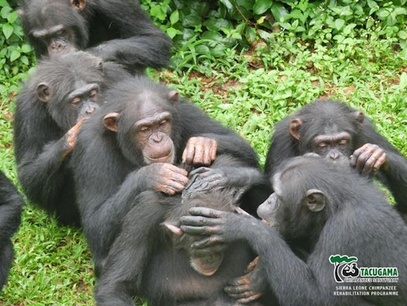 web-tacugama-chimps-groom