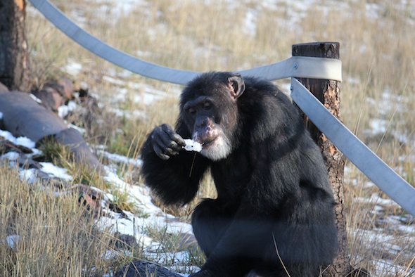 web_Burrito_eat_snow_mouth_hand_sit_on_log_pathway_YH_KH_IMG_6270