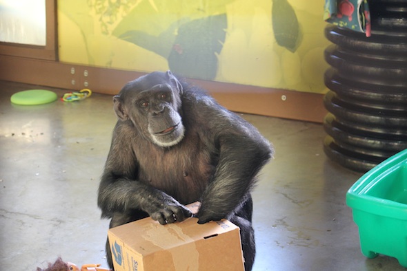 web_Foxie_hand_in_enrichment_box_PR_kh_IMG_6644