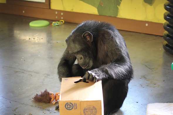 web_Foxie_inspect_enrichment_in_box_concentrate_PR_kh_IMG_6633
