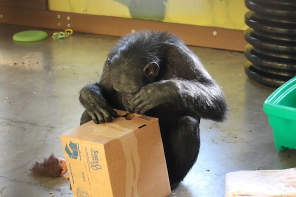 web_Foxie_inspect_enrichment_in_box_concentrate_PR_kh_IMG_6645