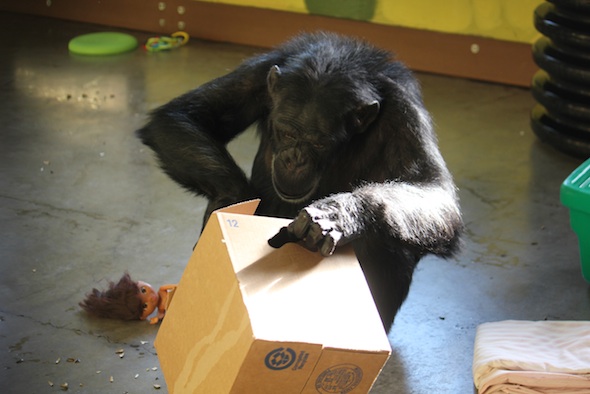 web_Foxie_inspect_enrichment_in_box_concentrate_open_box_PR_kh_IMG_6634