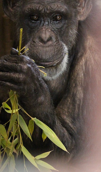 web_Jody_eat_bamboo_forage_close_up_sit_floor_FRs_kh_IMG_0785