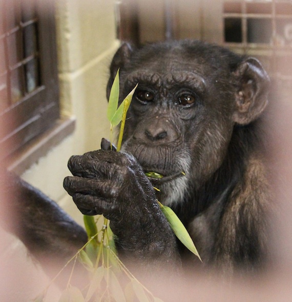 web_Jody_eat_bamboo_forage_sit_floor_FRs_kh_IMG_0779