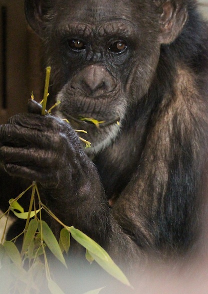 web_Jody_forage_eat_bamboo_sit_floor_FRs_kh_IMG_0784