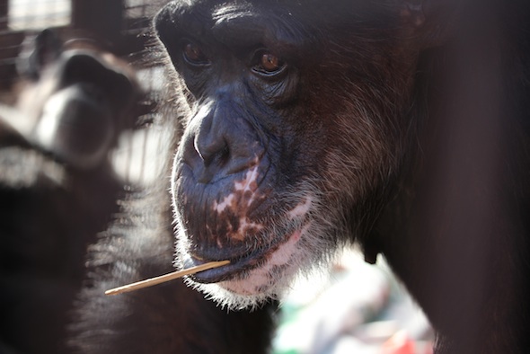 web_Missy_close_up_stick_in_mouth_look_out_Door_Y_GH_ek_IMG_0988