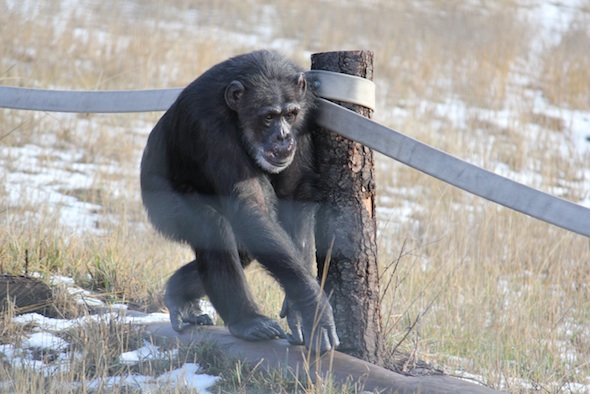 web_Missy_quadrupedal_walk_log_pathway_YH_kh_IMG_6218